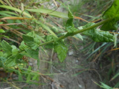 Pulicaria dysenterica dysenterica