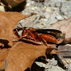 Polistes rubiginosus