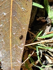 Potamopyrgus antipodarum