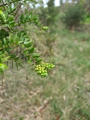 Melaleuca squarrosa
