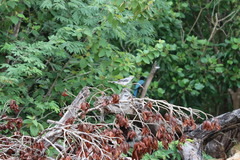 Cyanocorax yucatanicus