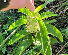 Asclepias oenotheroides