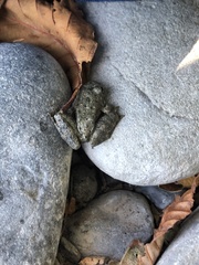 Rana boylii