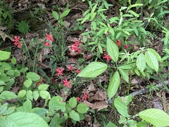 Silene virginica