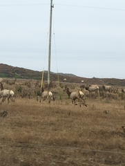 Cervus canadensis nannodes