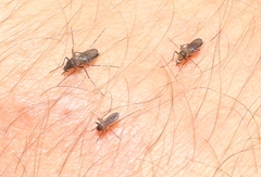 Aedes taeniorhynchus