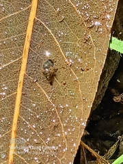 Potamopyrgus antipodarum