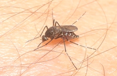 Aedes taeniorhynchus