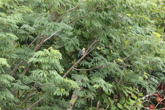 Cyanocorax yucatanicus