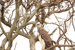 Polemaetus bellicosus