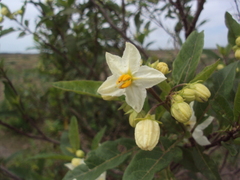 Solanum bonariense
