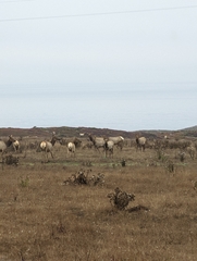 Cervus canadensis nannodes