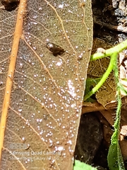 Potamopyrgus antipodarum