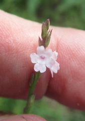 Verbena halei