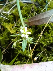 Arenaria