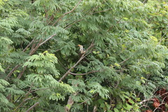 Cyanocorax yucatanicus