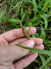 Paspalum fimbriatum
