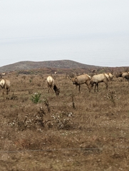 Cervus canadensis nannodes
