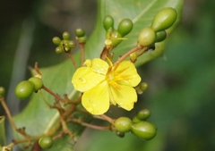 Ouratea agrophylla