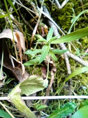 Arenaria
