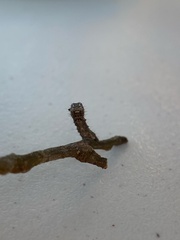 Phigalia strigataria