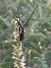 Sphaenothecus bilineatus