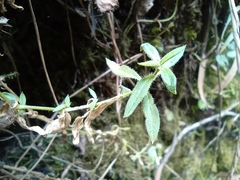 Arenaria