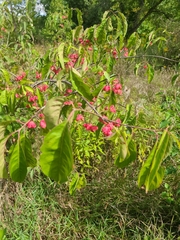 Euonymus europaeus