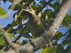 Colaptes fernandinae