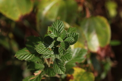 Rubus cuneifolius