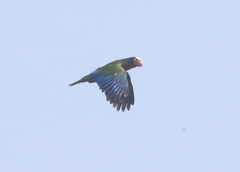 Amazona leucocephala