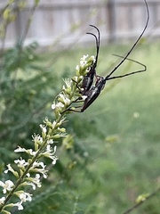 Sphaenothecus bilineatus