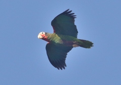 Amazona leucocephala