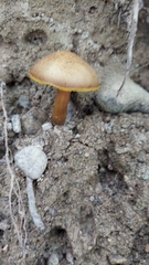 Aureoboletus innixus