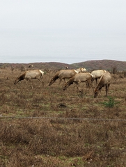 Cervus canadensis nannodes