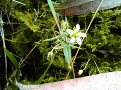 Arenaria