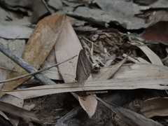 Mycalesis horsfieldi