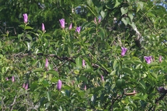 Cryptostegia grandiflora