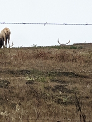 Cervus canadensis nannodes
