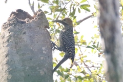 Colaptes fernandinae