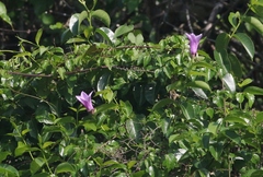 Cryptostegia grandiflora