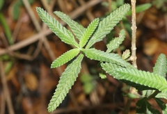 Lippia stoechadifolia