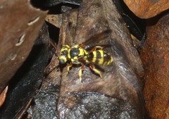 Nomada cubensis
