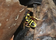 Nomada cubensis