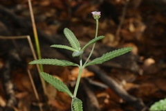 Lippia stoechadifolia