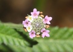 Lippia stoechadifolia