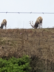 Cervus canadensis nannodes