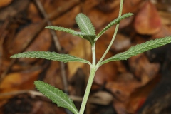 Lippia stoechadifolia