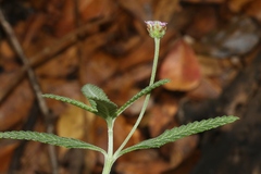 Lippia stoechadifolia