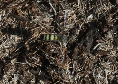 Dielis trifasciata